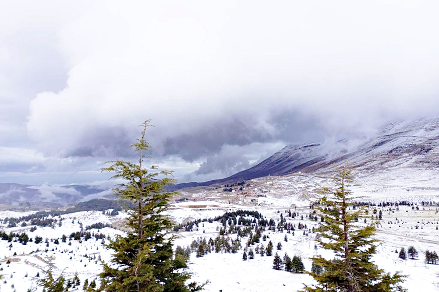 لتآلف مع مختلف الظروف