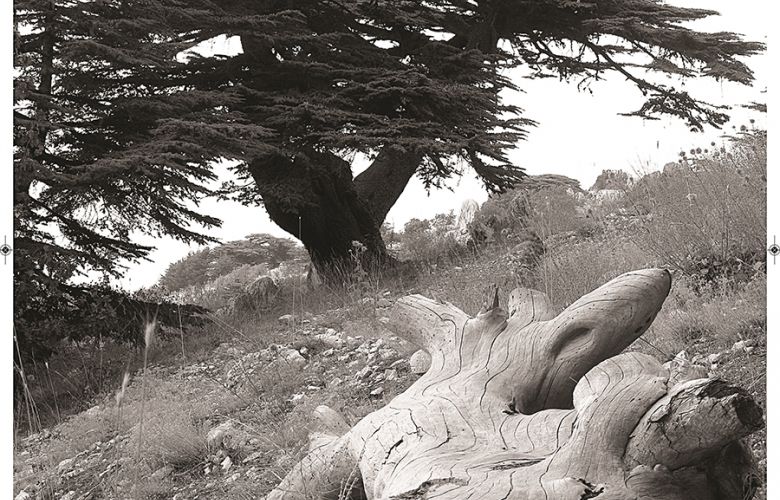 كالأرز، كالزيتون…