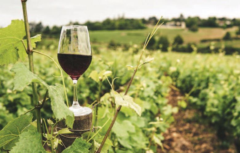 النبيذ اللبناني: العراقة والمذاق والانتشار