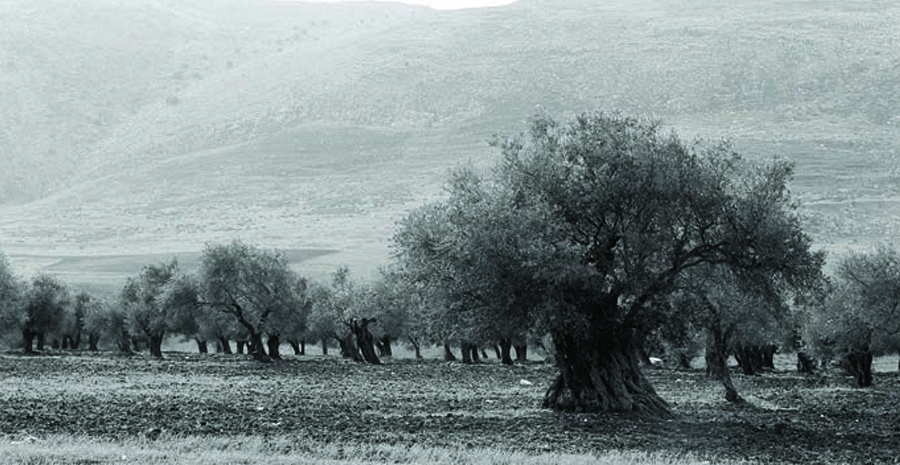 ذكريات وأسئلة ساذجة