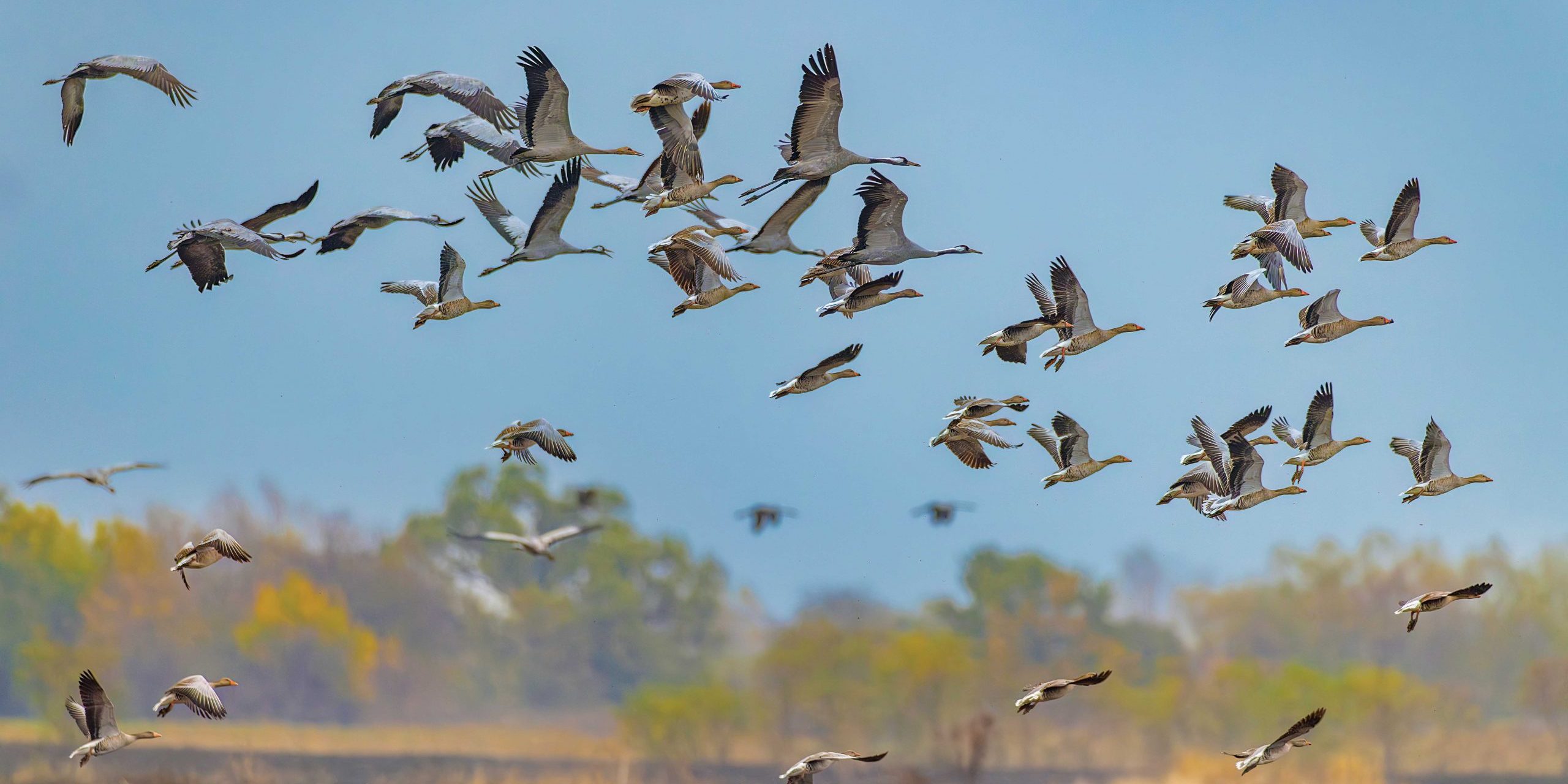 shutterstock_2441537255