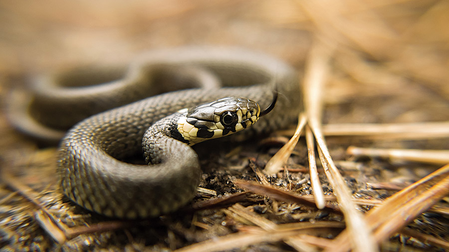 أفاعي لبنان سامة أم غير سامة؟