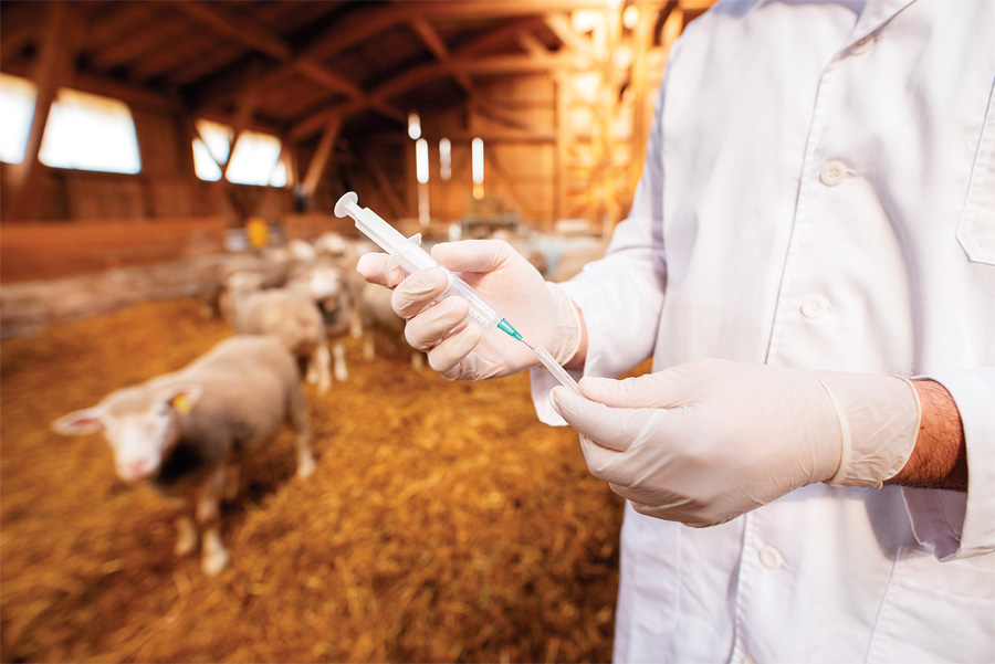 الحمّى القلاعية مرضٌ معدٍ يهدد الثروة الحيوانية… فهل ينتقل إلى الإنسان؟